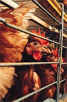 Chickens in cages. Click on image to expand.