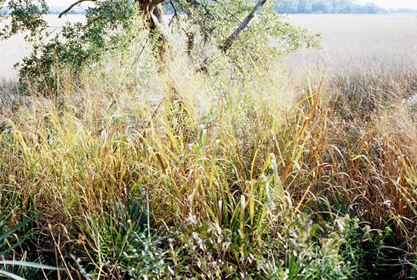 Switch grass can be used to derive cellulosic ethanol.