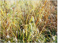 Switch grass can be used to derive cellulosic ethanol. Click image to expand