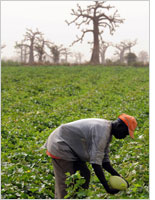 A farmer in Senegal. Click image to expand