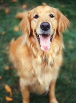 Can the U.S. economic crisis be measured in dog months?