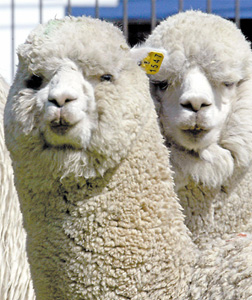 Llamas in Peru. Click image to expand.