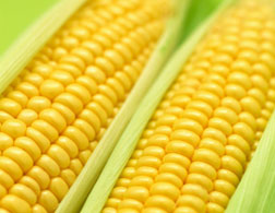 Corn.