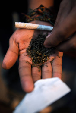 Marijuana.