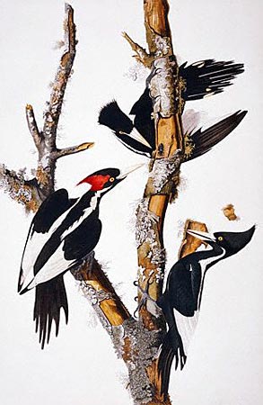 Ivory-billed woodpeckers: coelacanth of the bird world.