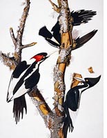 Ivory-billed woodpeckers: coelacanths of the bird world. 
Click image to expand.