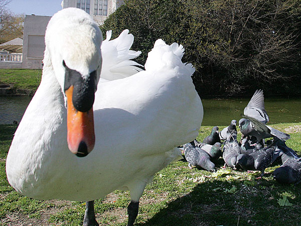 Unconfined swan and pigeons in Borely Park in Marseille, France.