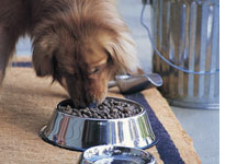 Dog food. Click image to expand.