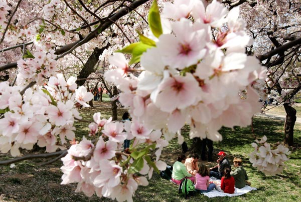 Cherry blossoms in Washington, D.C.
