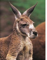 A kangaroo
