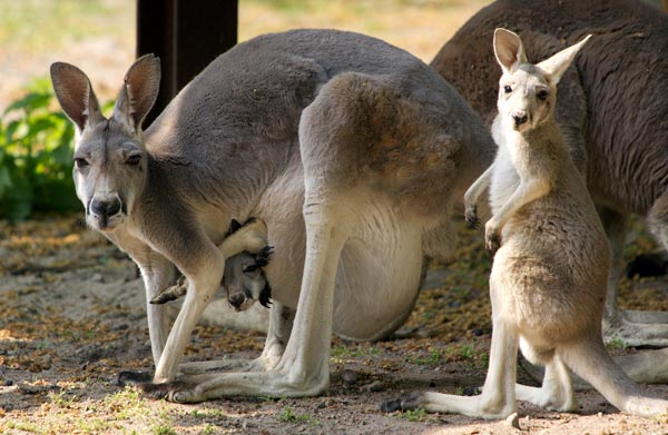 Kangaroos.
