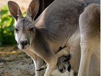 Kangaroos
Click image to expand.