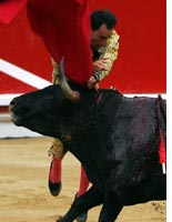 Torero getting gored by a bull.  Click image to expand.