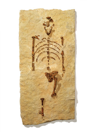 The fossilized skeleton of Lucy.