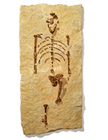 The fossilized skeleton of Lucy 
Click image to expand.