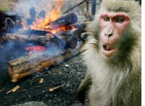 Angry Monkeys. Click image to expand.