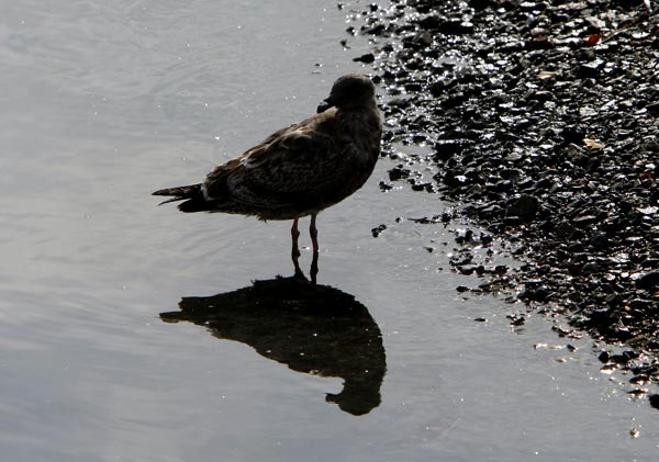 An oil-spill victim in Berkeley, Calif.