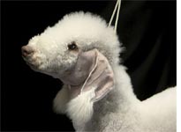 Bling, a Bedlington Terrier. Click image to expand.