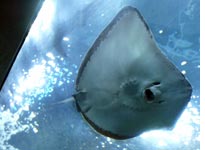 A stingray