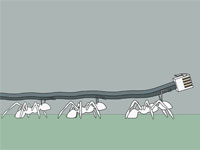 Ants