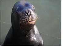 A sea lion