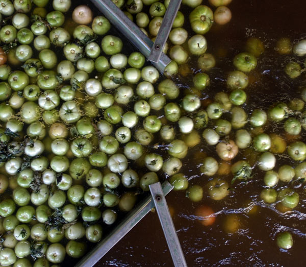 Freshly picked tomatoes from South Carolina in a bleach bath.