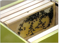 A beehive. Click image to expand
