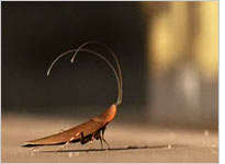 Wall-E's roach companion. Click image to expand