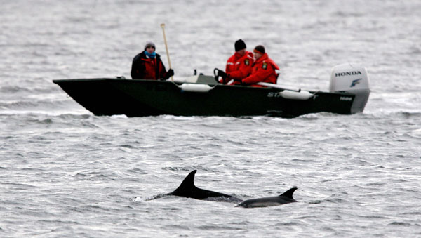Rescue workers herd dolphins.