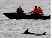 A dolphin rescue team. Click image to expand