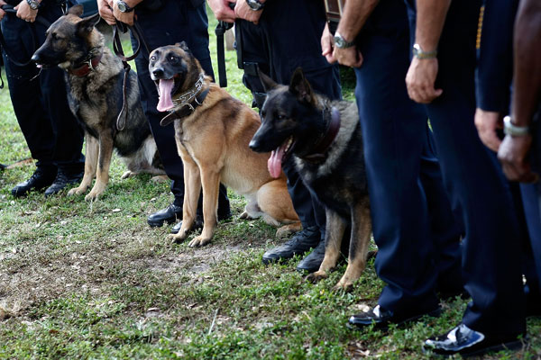 Police dogs stand with their partners during a graduation ceremony.