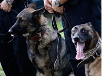 Police dogs. Click image to expand
