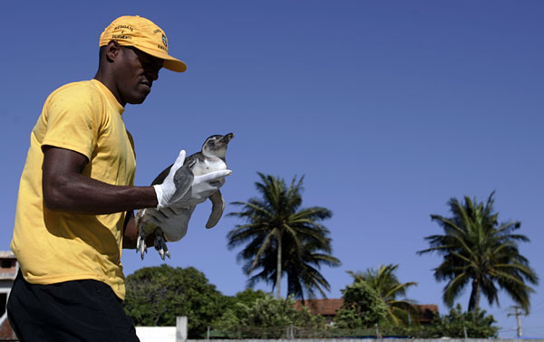 A rescued penguin in Brazil.