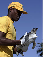 A rescued penguin in Brazil. Click image to expand.