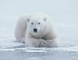 Polar bear. Click image to expand.