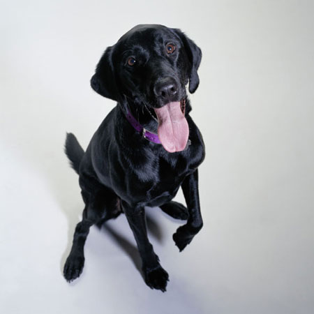 A black Labrador retriever.