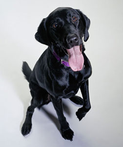 A Labrador Retriever. Click image to expand.