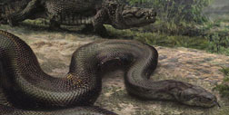 Titanoboa cerrejonensis. Click image to expand.