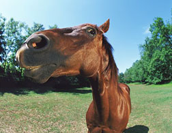 A horse.
