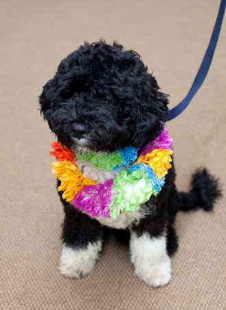The Obamas' new dog, Bo.