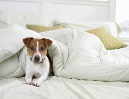 Sick pets. Click image to expand.