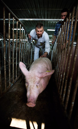 A veterinarian vaccinates a pig.
