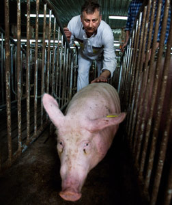 Depressed pig. Click image to expand.