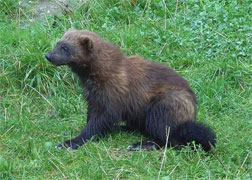 Wolverine.