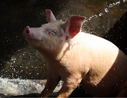 Pig. Click image to expand.