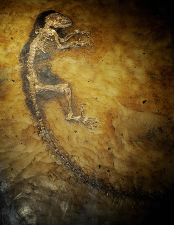 A 47-million-year-old skeleton of the most complete fossil primate ever found.