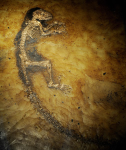 A 47-million-year-old skeleton of the most complete fossil primate ever found. Click image to expand.