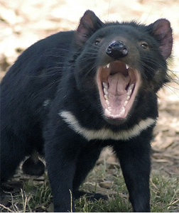 Tasmanian Devil. Click image to expand.