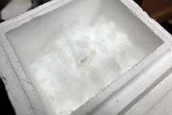 Embryonic stem cells in dry ice. 