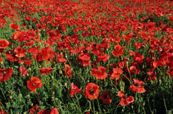 Why is Afghanistan hooked on poppies?